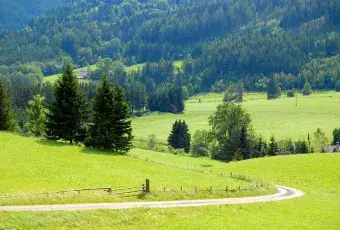 Drzewa w górach